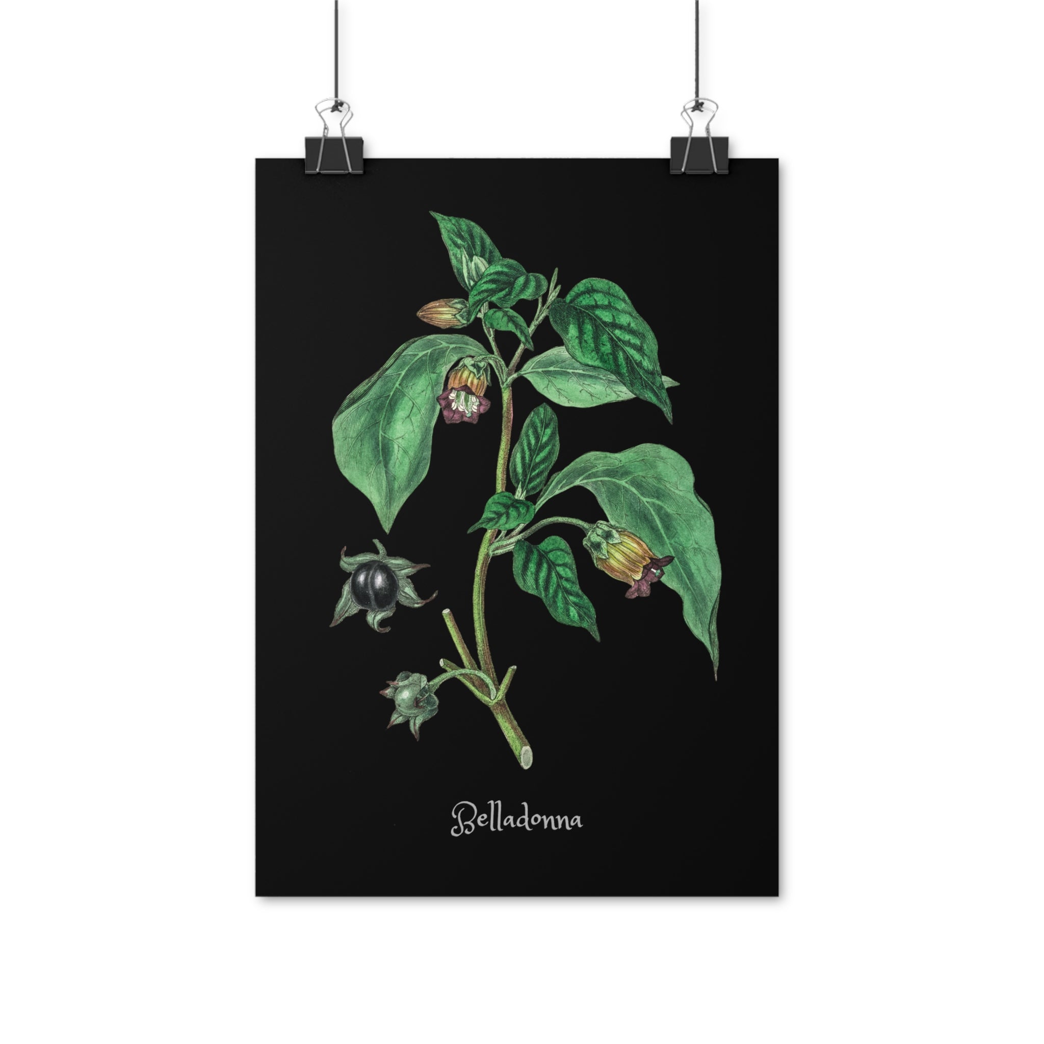 Belladonna (Swedish text on print) – Aurora's Chamber