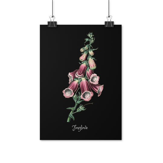 Foxglove (English text on print)